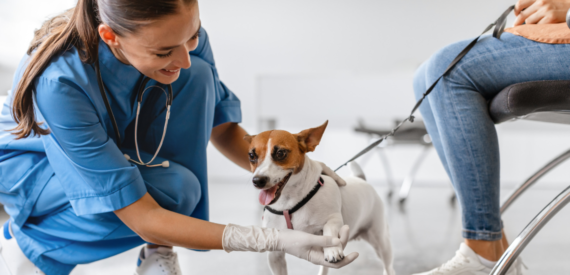 humanizar tu clínica veterinaria