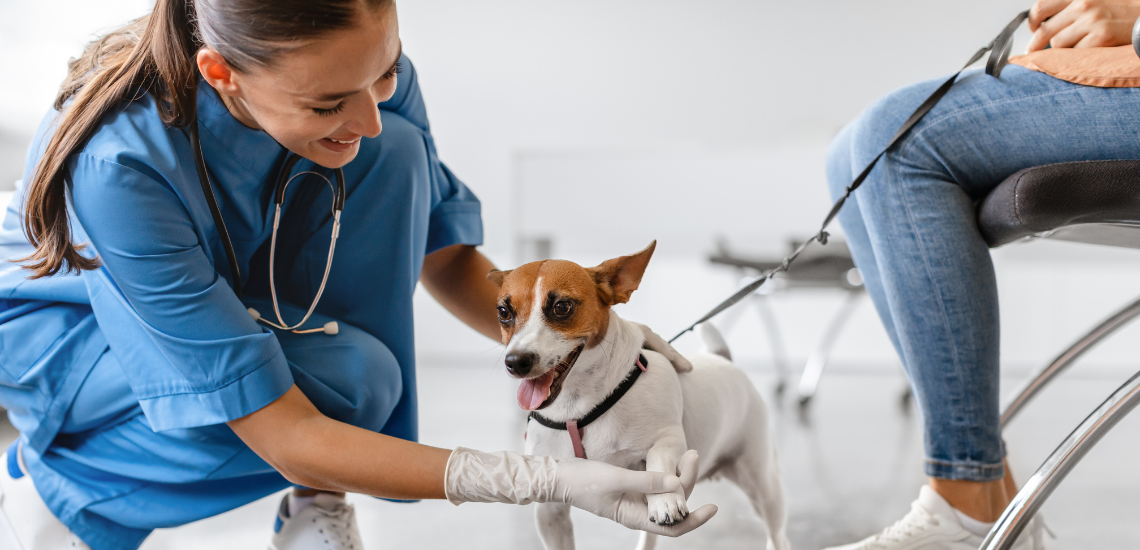 Biografía Instagram Clínica Veterinaria