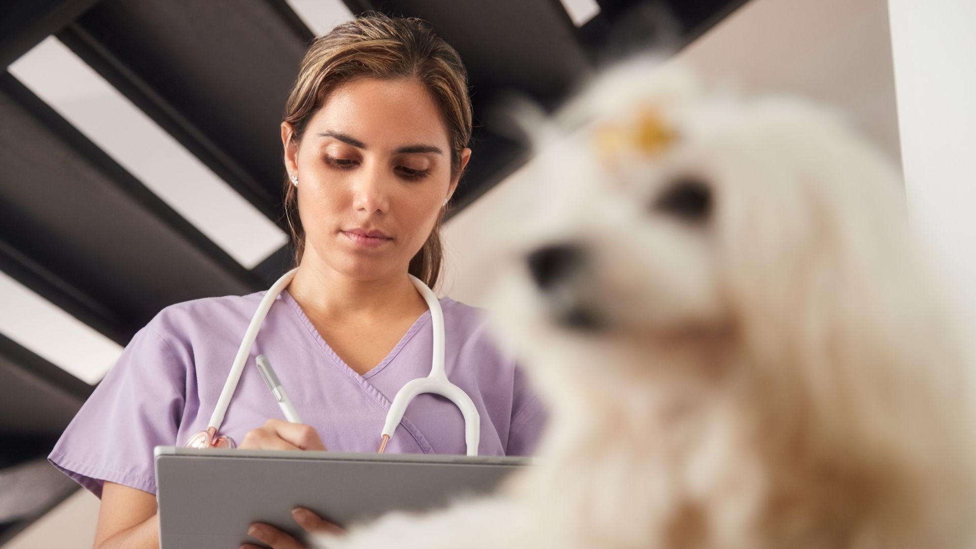 blog de marketing veterinario